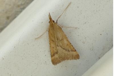 Synaphe punctalis