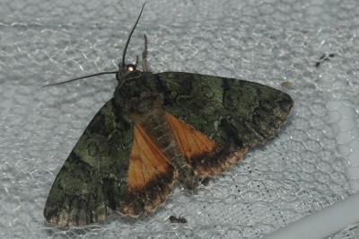 Polyphaenis sericata