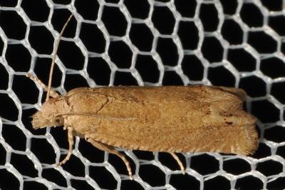 Pelochrista caecimaculana