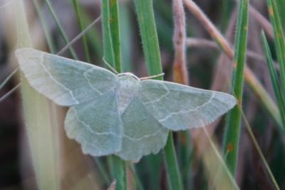 Thalera fimbrialis