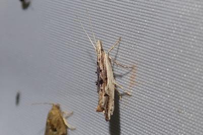 Ypsolopha scabrella