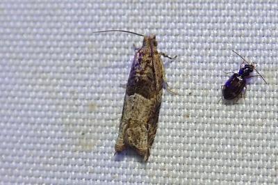 Rhopobota naevana