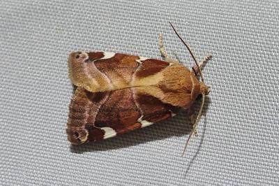 Cosmia diffinis