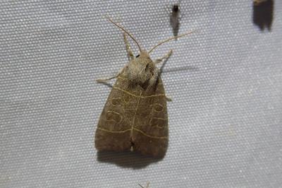 Ipimorpha subtusa