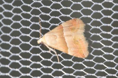Eublemma parva