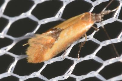 Batia lunaris