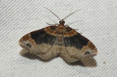 Xanthorhoe ferrugata