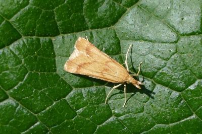Synaphe punctalis