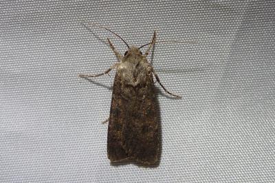 Agrotis segetum