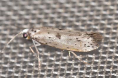 Yponomeuta plumbella