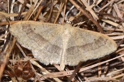 Idaea aversata