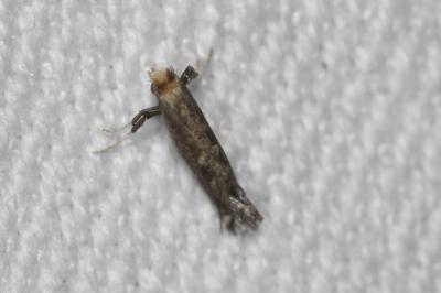 Parornix torquillella