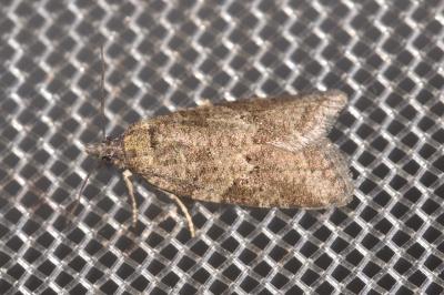 Cnephasia incertana