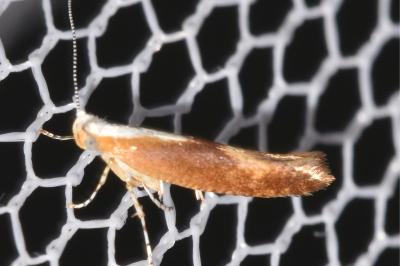 Argyresthia albistria
