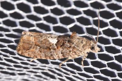Eudemis profundana