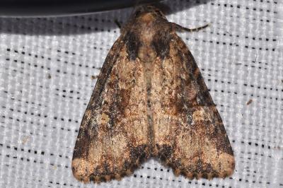Mesapamea secalella