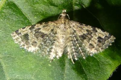 Alucita hexadactyla