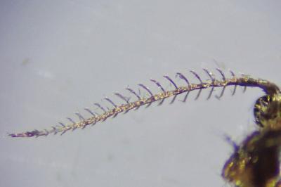 Psyche crassiorella