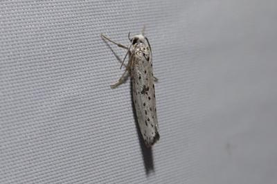 Yponomeuta plumbella