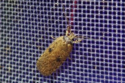 Agonopterix subpropinquella