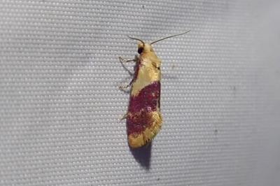 Diceratura ostrinana