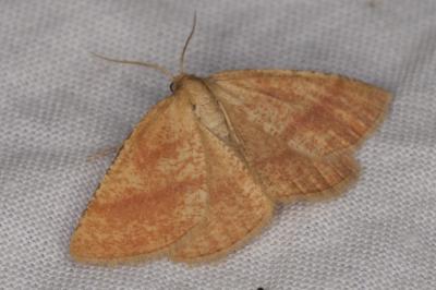 Aplasta ononaria