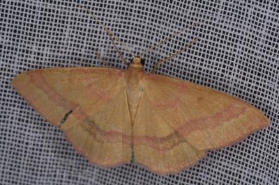 Rhodostrophia calabra