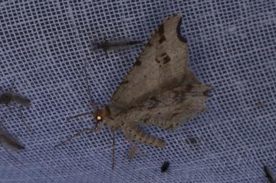 Macaria alternata