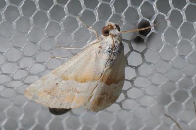 Eublemma parva