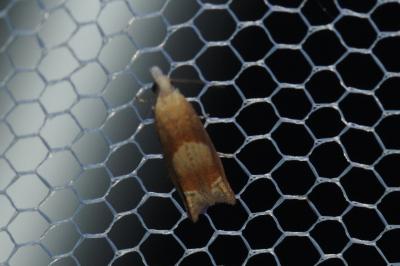 Eucosma conterminana