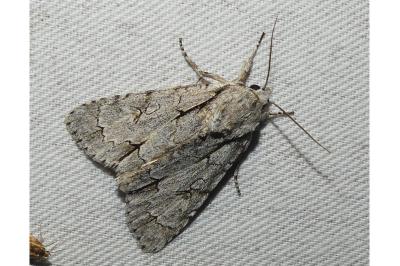 Acronicta psi
