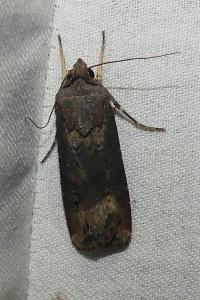 Agrotis ipsilon