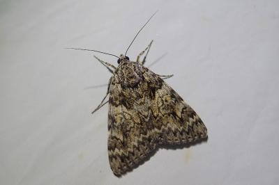 Catocala promissa