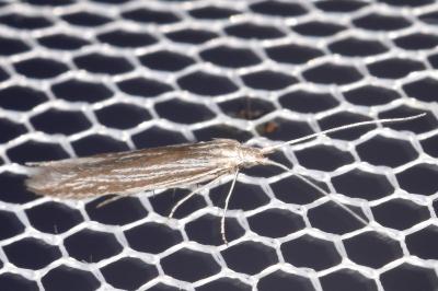Coleophora calycotomella