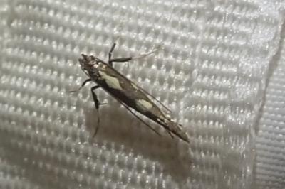 Calybites phasianipennella