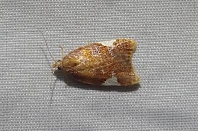 Acleris holmiana