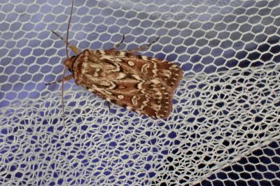 Lycophotia porphyrea