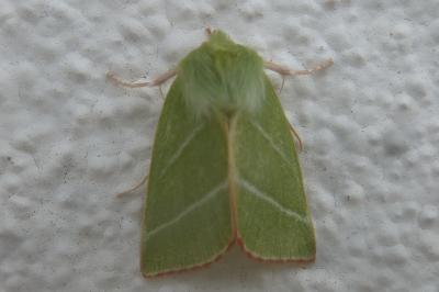 Pseudoips prasinanus