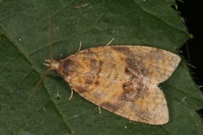 Epagoge grotiana