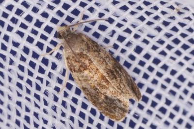 Celypha aurofasciana