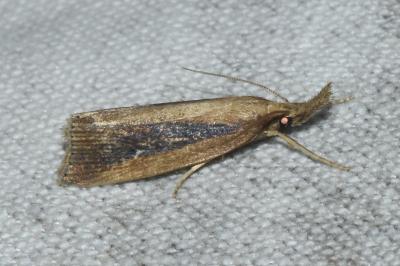 Chilo phragmitellus