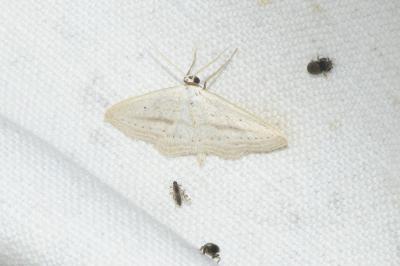 Scopula emutaria