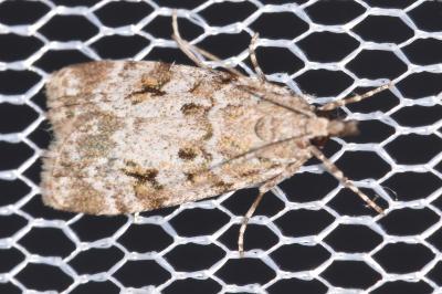 Scoparia basistrigalis