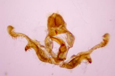 Orthotaenia undulana