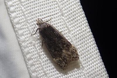 Anacampsis populella