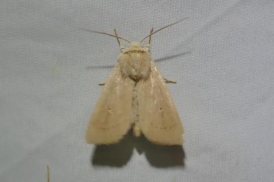 Mythimna sicula