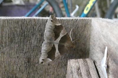 Dysgonia algira