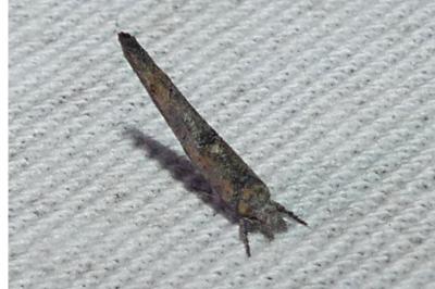 Zelleria oleastrella