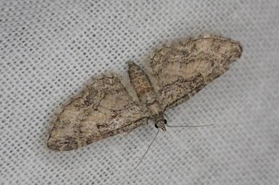 Eupithecia inturbata