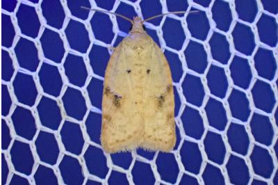 Acleris ferrugana